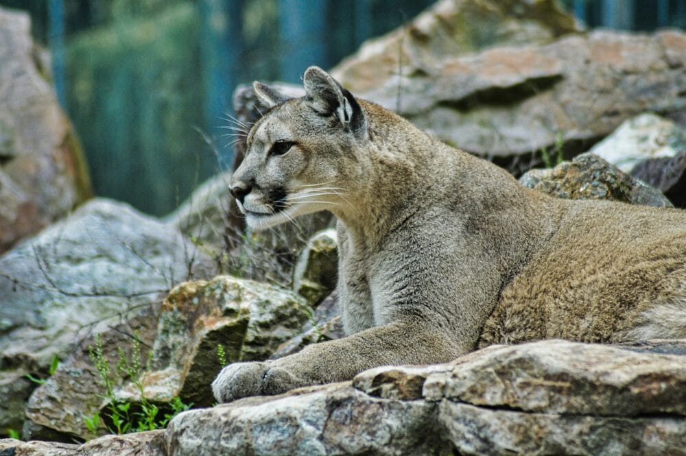 Cougar