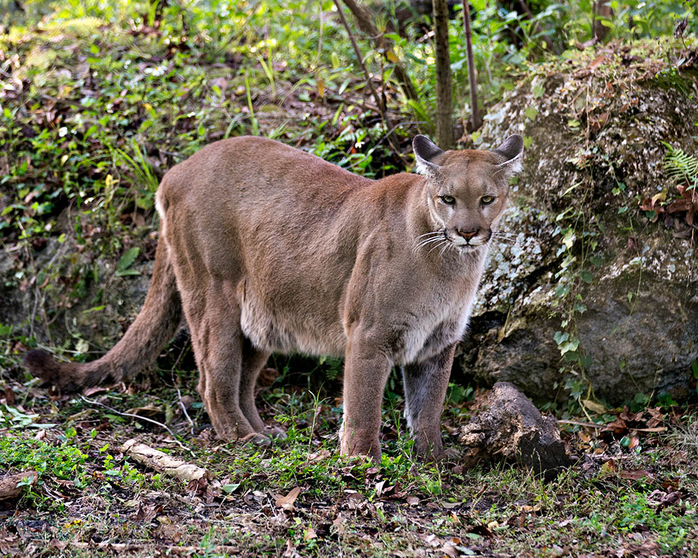 Florida-Wild-Panther_Rejean-Aline-Bedard_Shutterstock