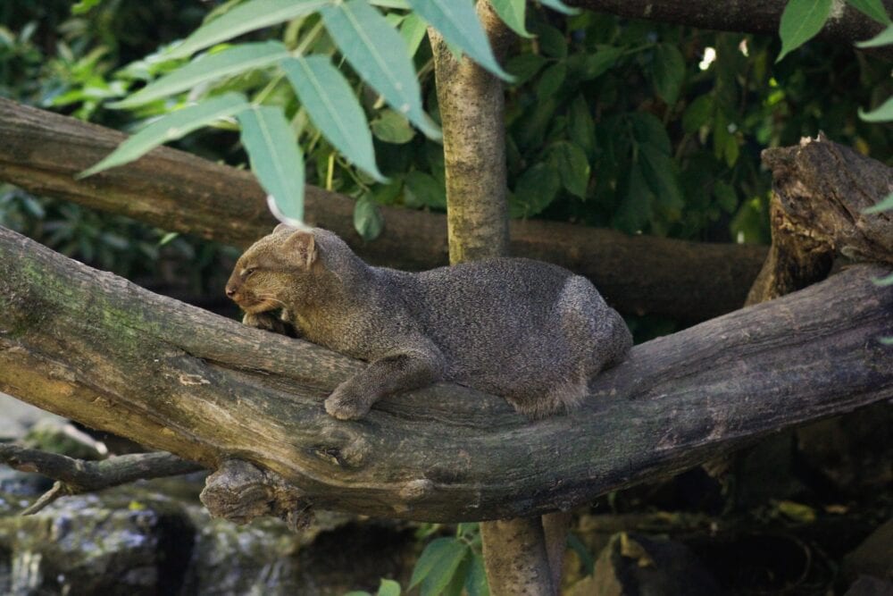 Jaguarundi