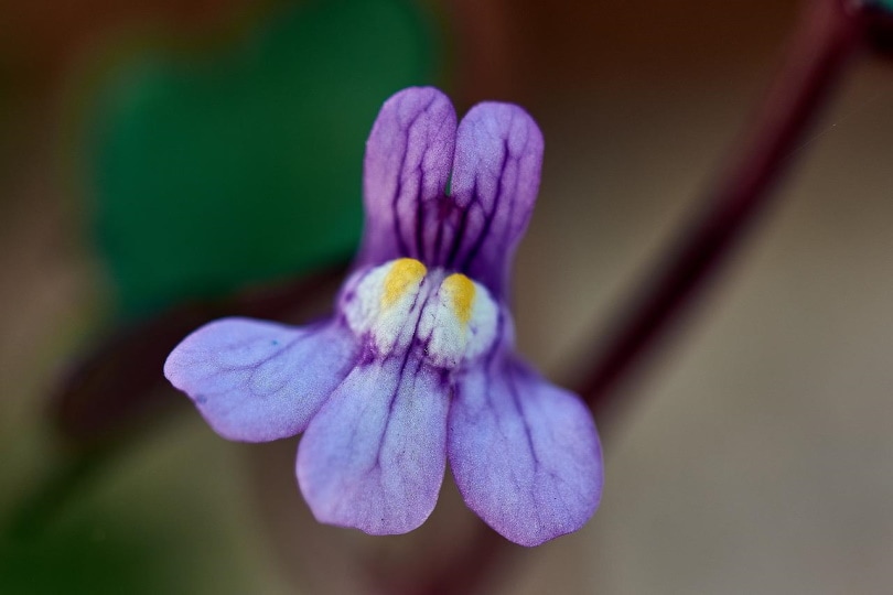 Kenilworth Ivy flower