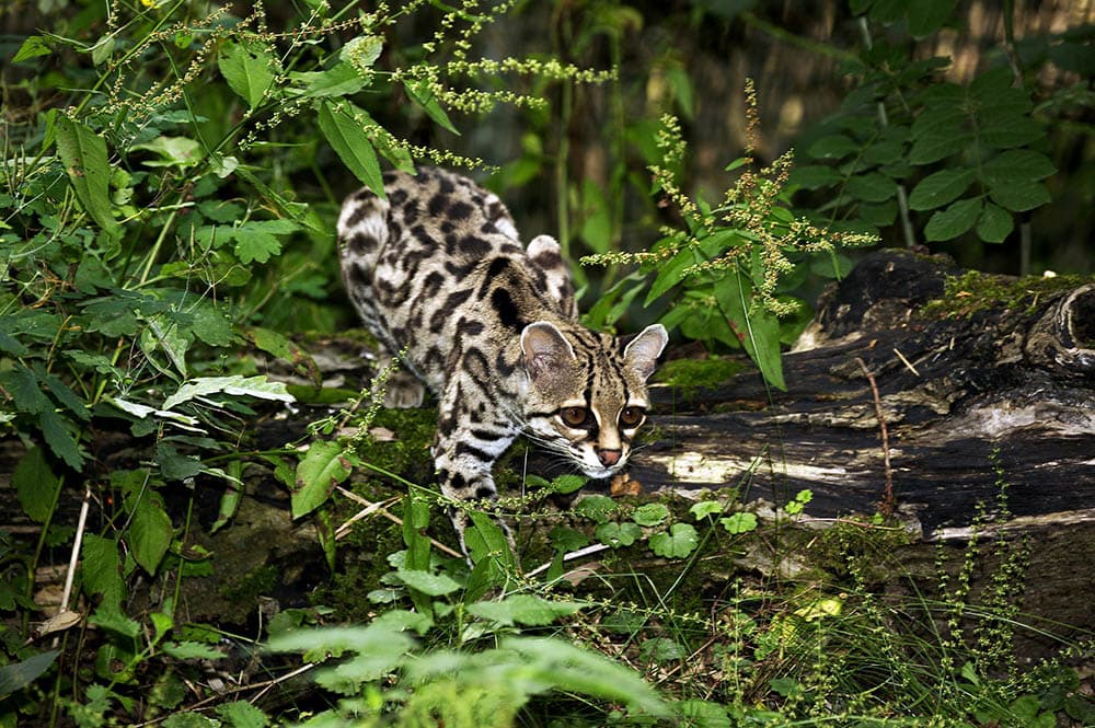 Margay-cat_slowmotiongli_Shutterstock