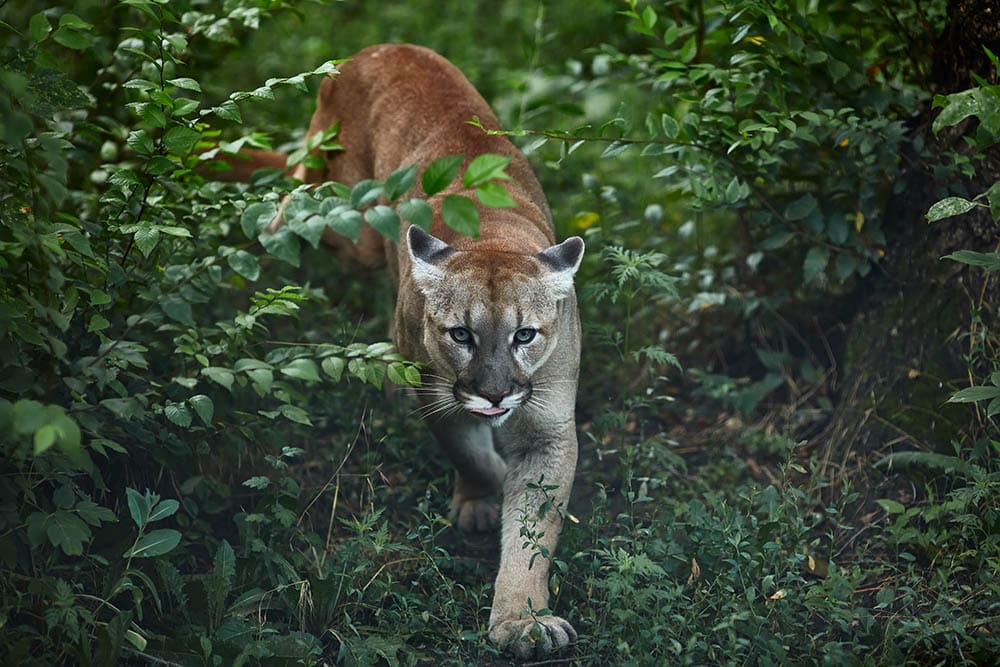 Puma_Evgeniyqw_Shutterstock