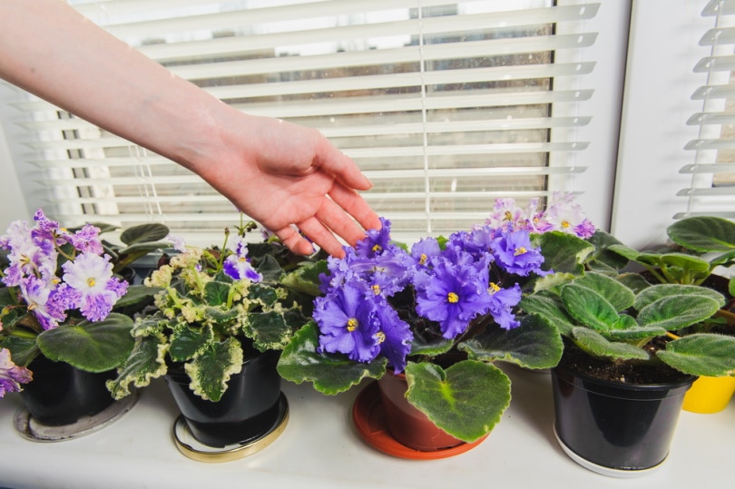 african violet near window