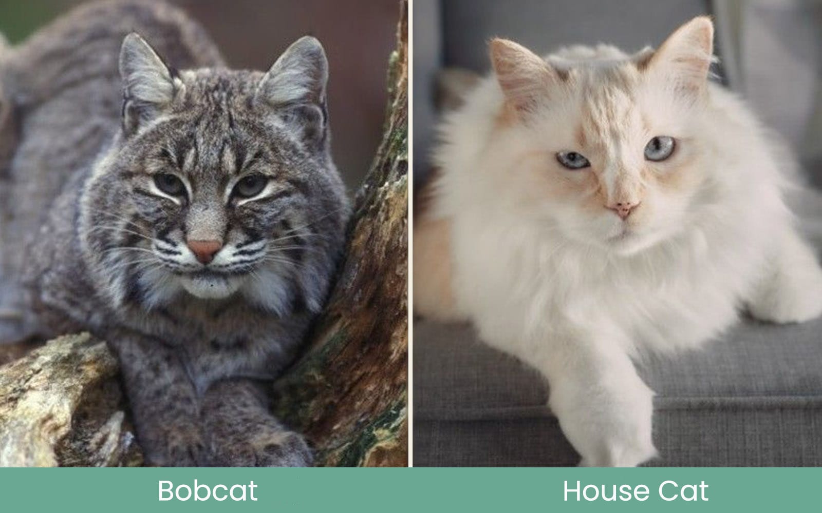 bobcat vs housecat ec