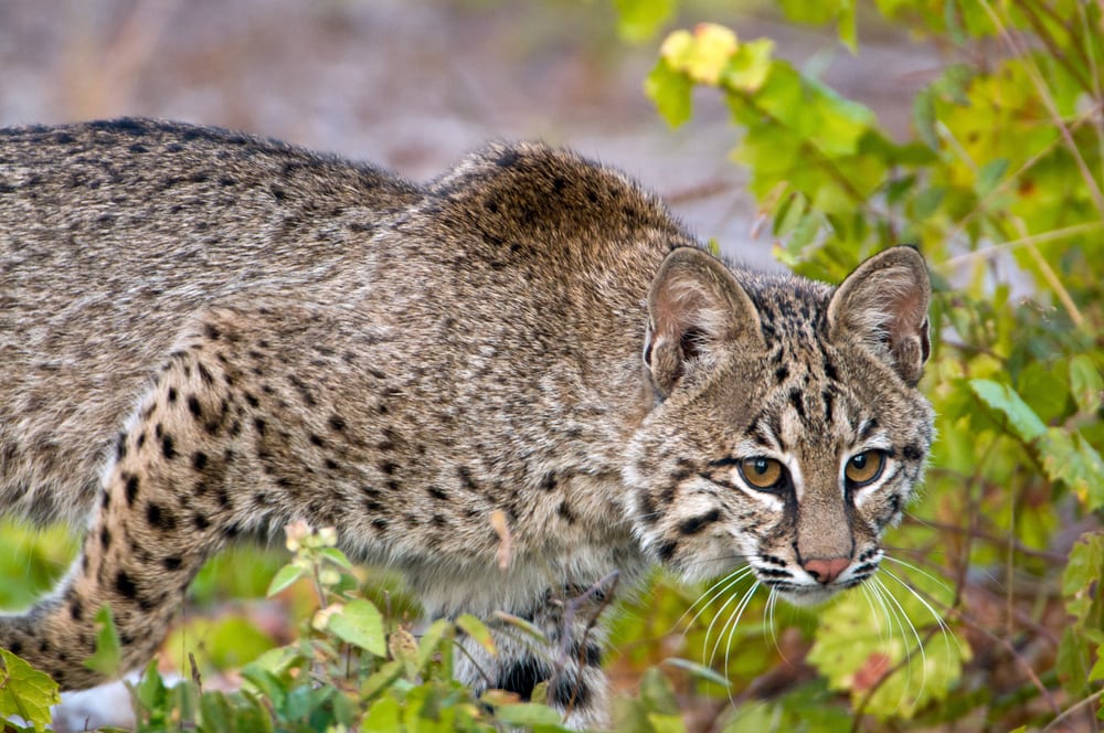 florida-bobcat_Sandy-Hedgepeth_Shutterstock