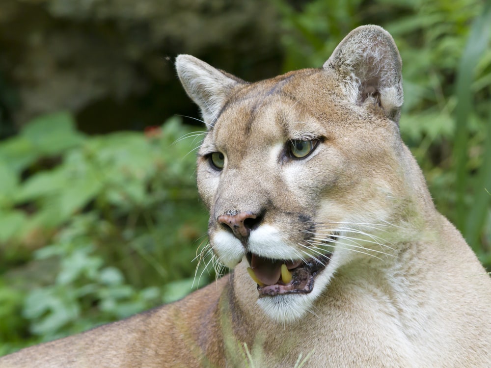 wild florida panther