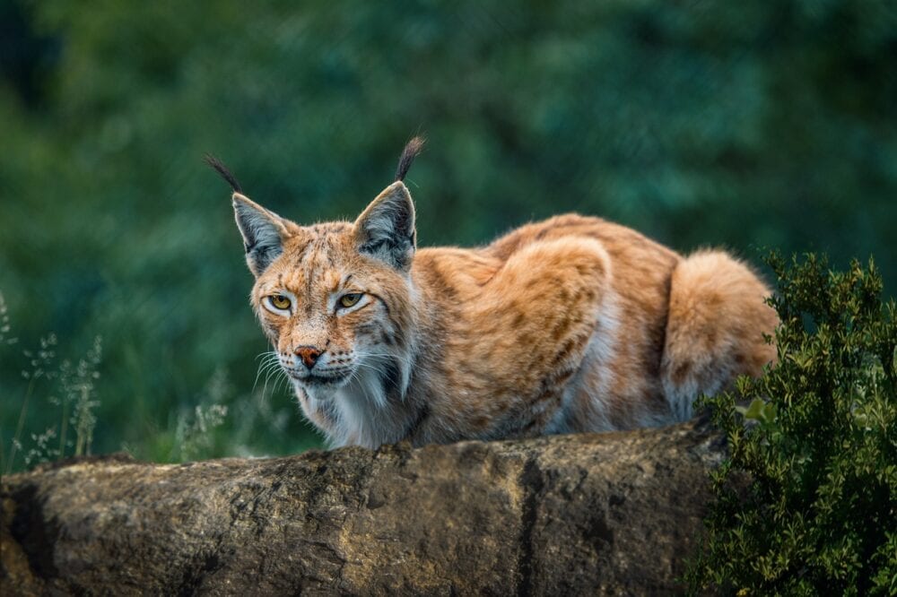 Bobcat