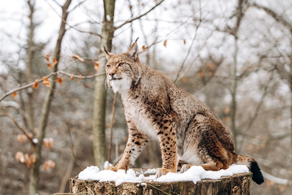 Canada Lynx