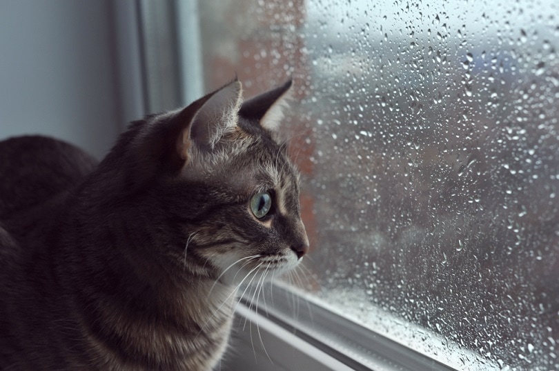 Cat looking out the window