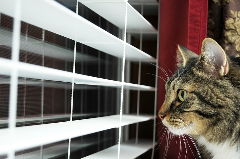 Cat waiting for his master to get home