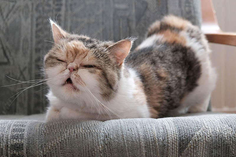 cat in heat bends in an arm chair