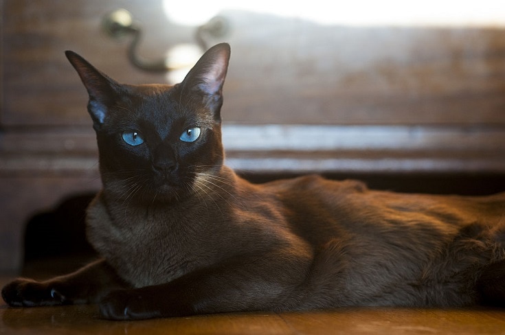 female european burmese cat