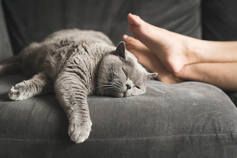 grey british shorthair cat sleeping below person