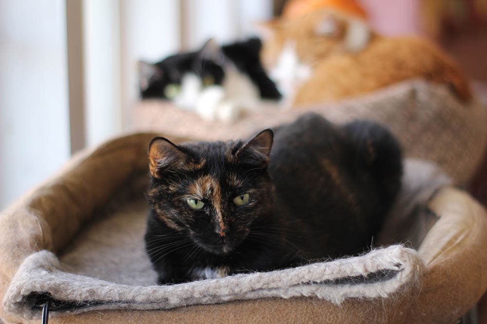 tortie cat resting on heated bed