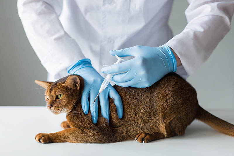 vet microchipping a cat