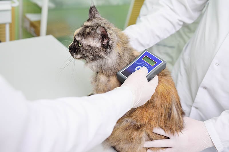 vet scanning microchip on tortoiseshell cat