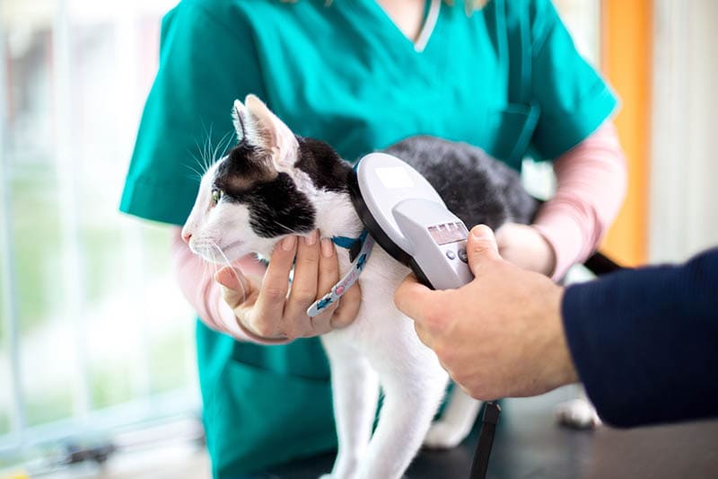 Veterinarian checking microchip of cat