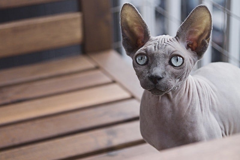 10Sphynx