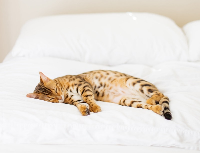 cat sleeping on bed