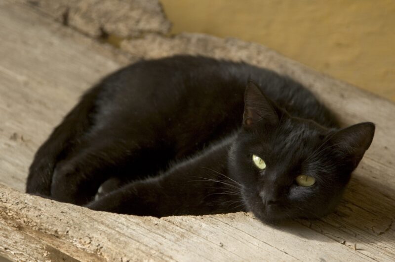 Black Burmese cat