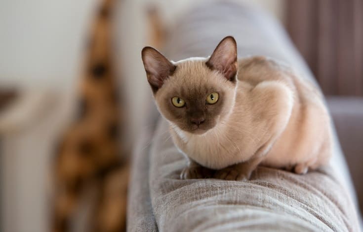 Champagne Burmese