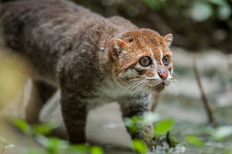 Flat-Headed Cat