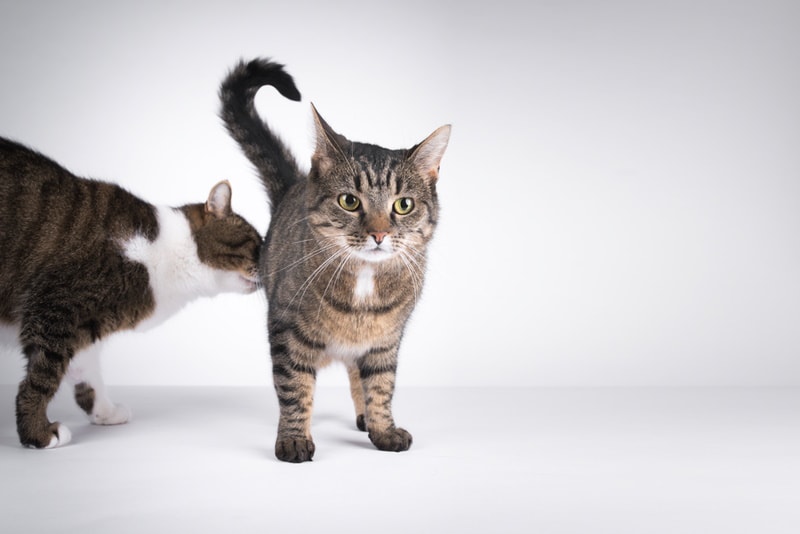 Gray cat sniffing another cat butt