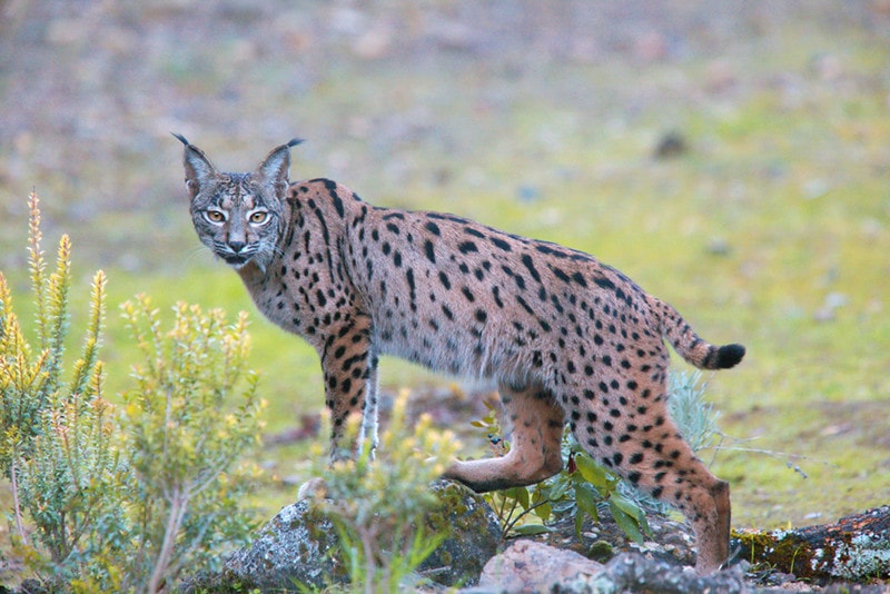 Iberian Lynx