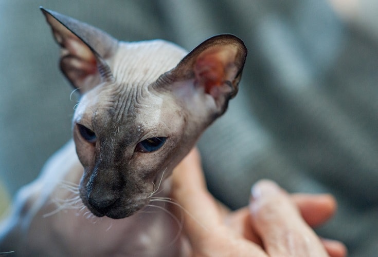 Peterbald