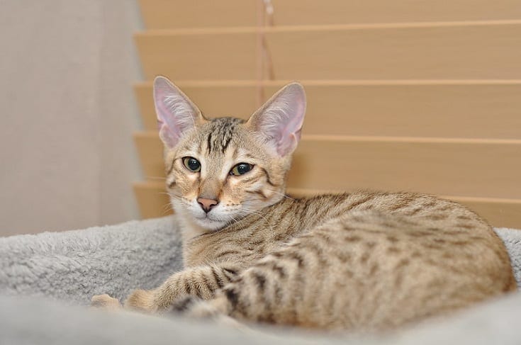 Savannah Cat