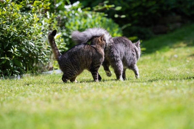 Tabby cat sniffing another tabby cat butt