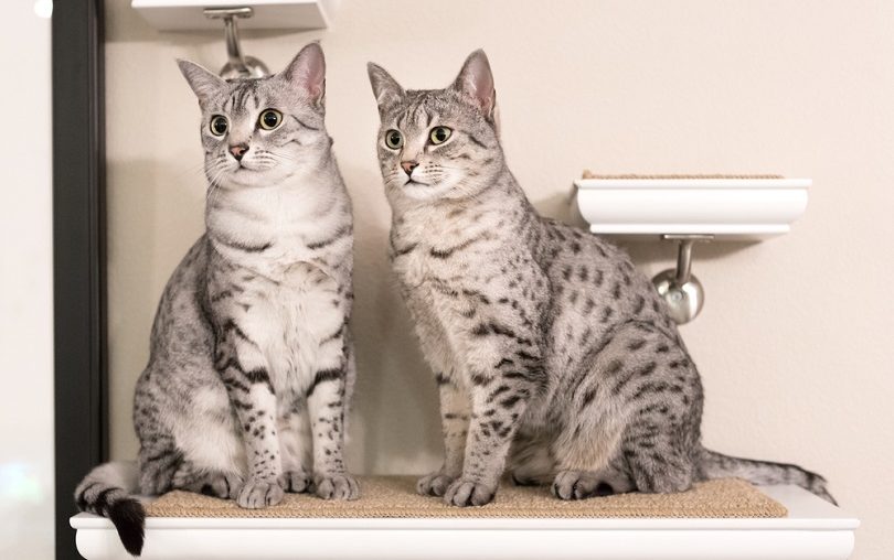 Two cute ⁢Egyptian Mau cats