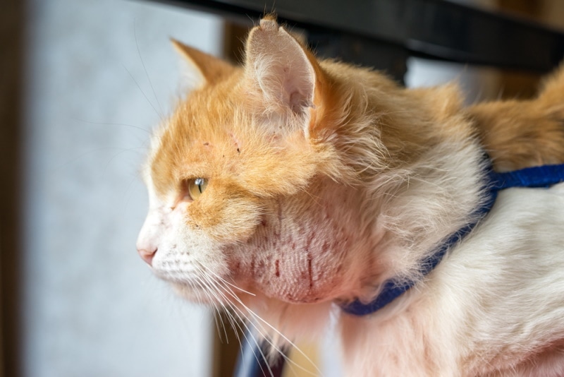 abscess on cat