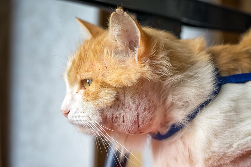 abscess on cats neck