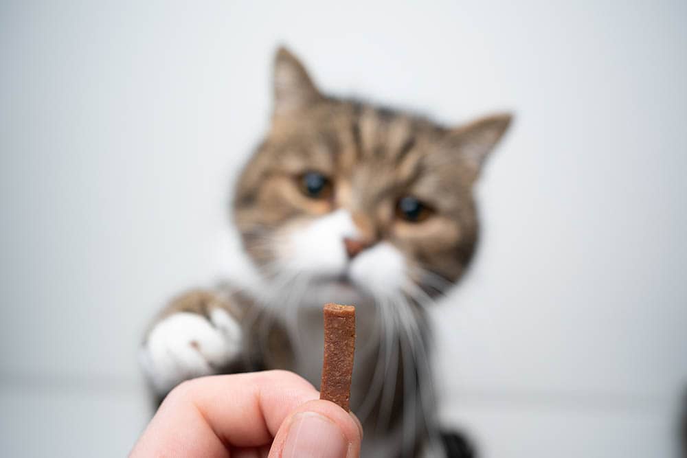 british shorthair cat reaching for its treat