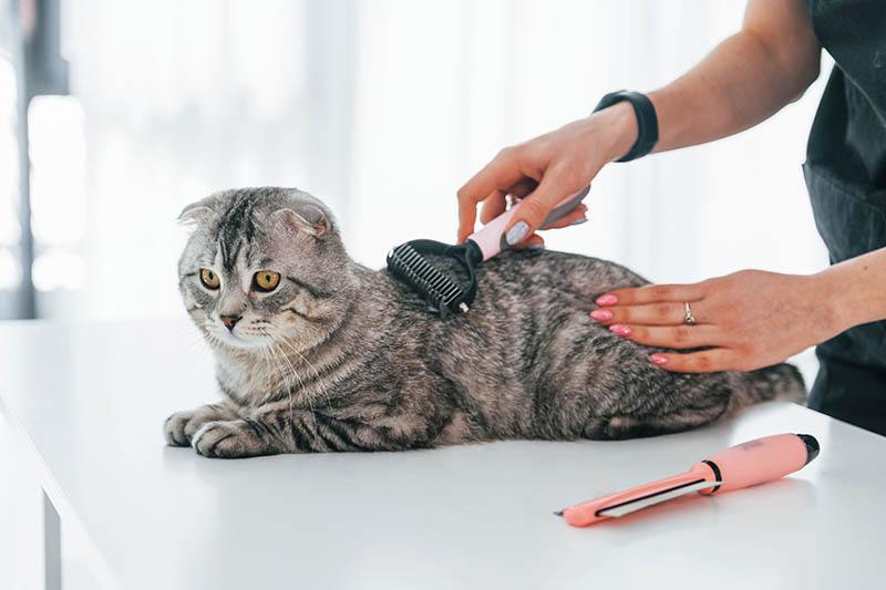 brushing the hair of scottish fold