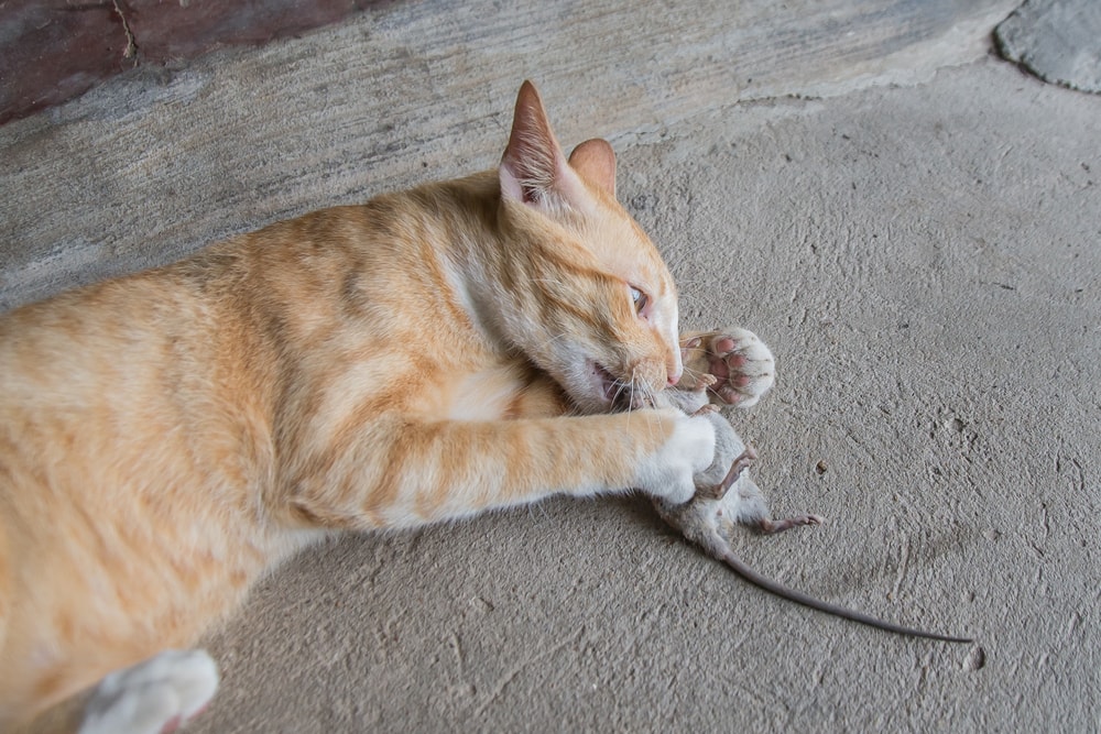 cat biting rat