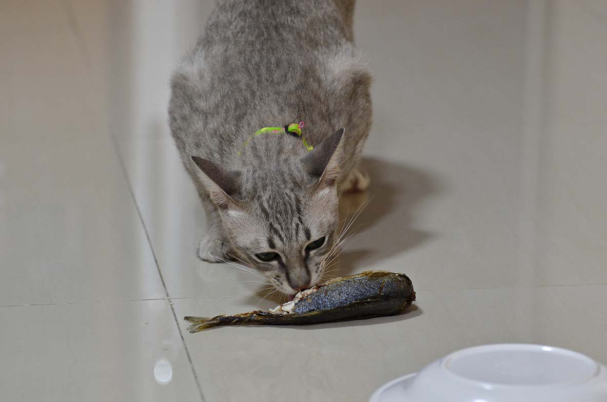 cat eating fish