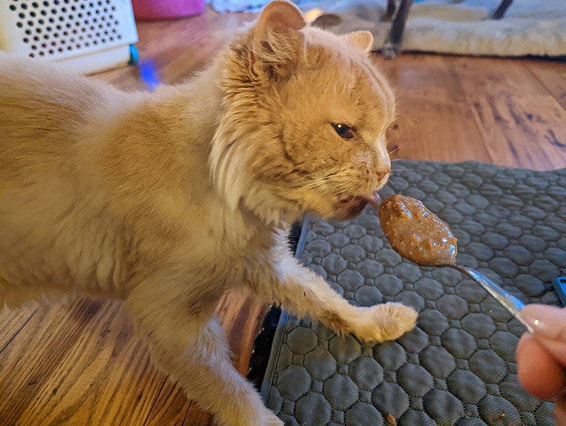 cat eating the honest kitchen salmon and cod recipe in fish broth gravy