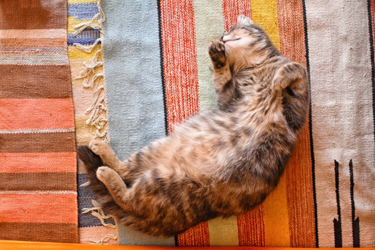 cat laying on rug