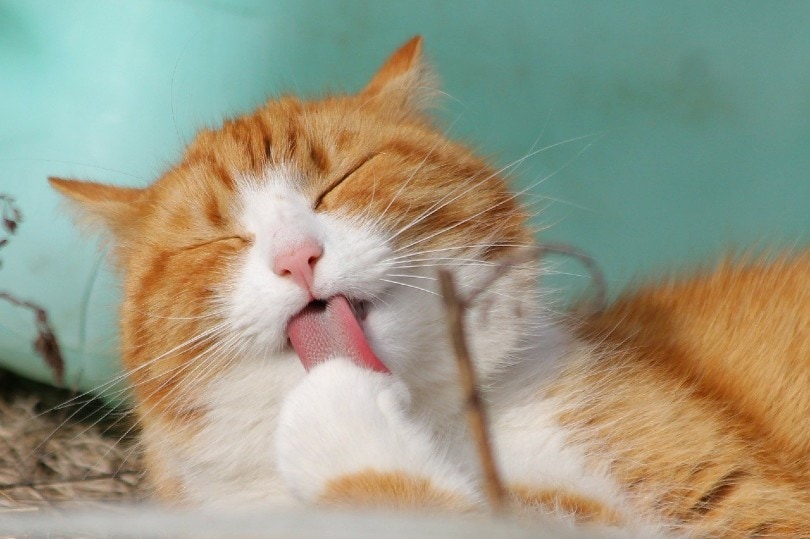 cat licking its paw