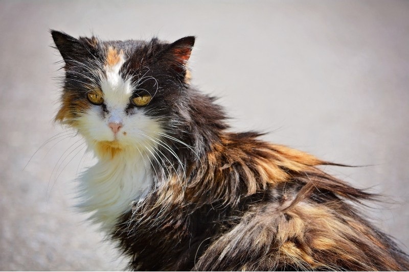 cat matted fur