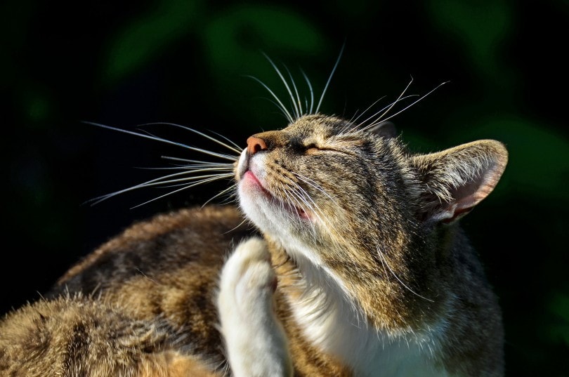 cat scratching its neck