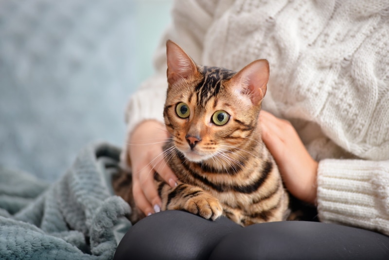 cat sitting on owners lap