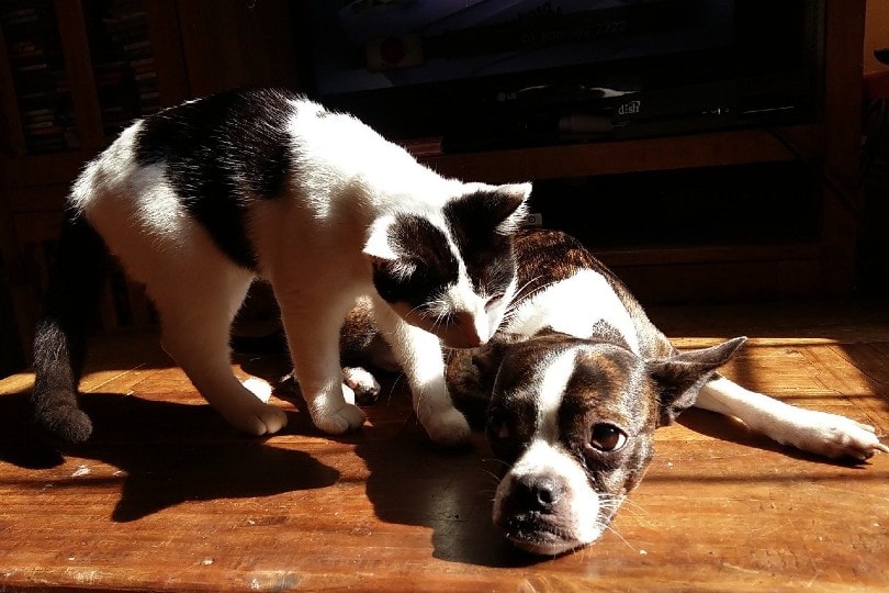 cat sniffing a dog