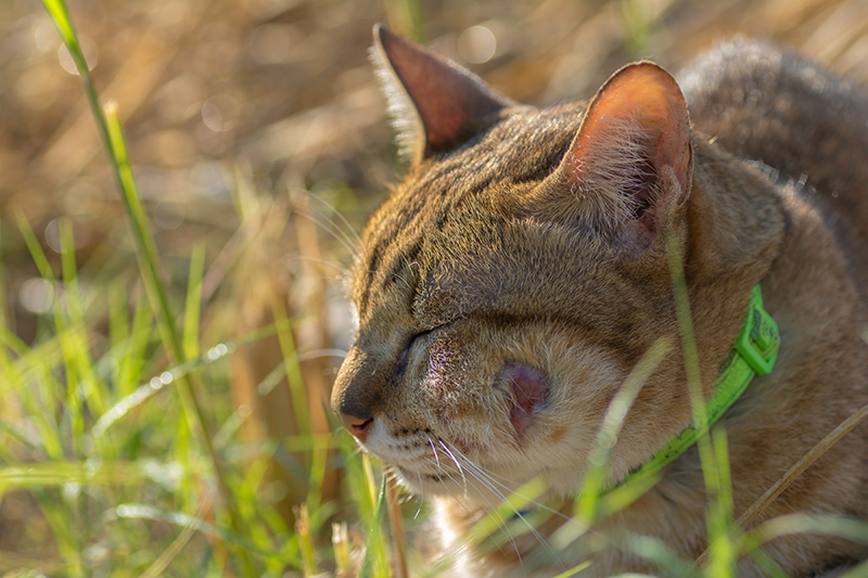 Cat with abscess from bite wound on face