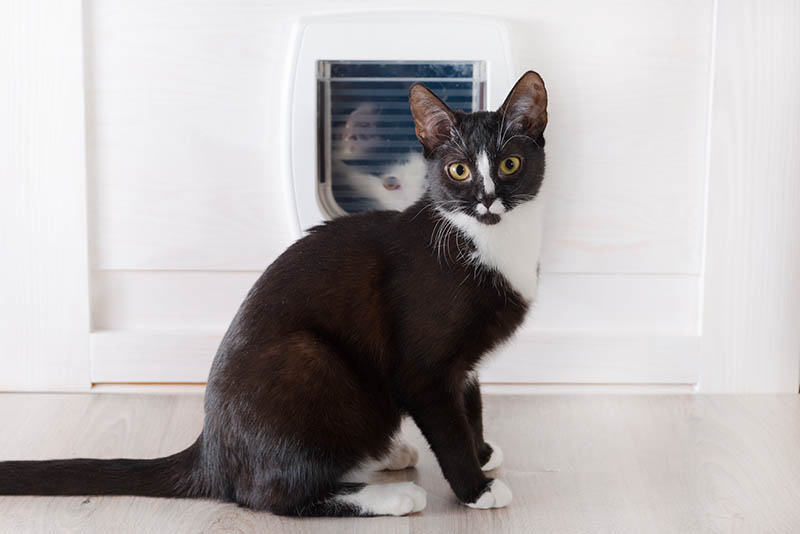 cats in front and behind the cat door