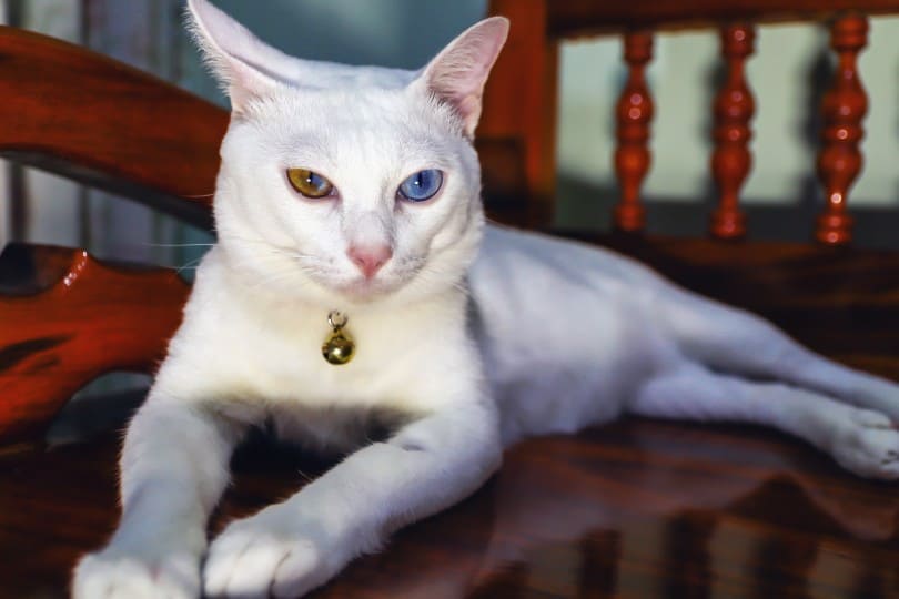 closeup of khao manee cat