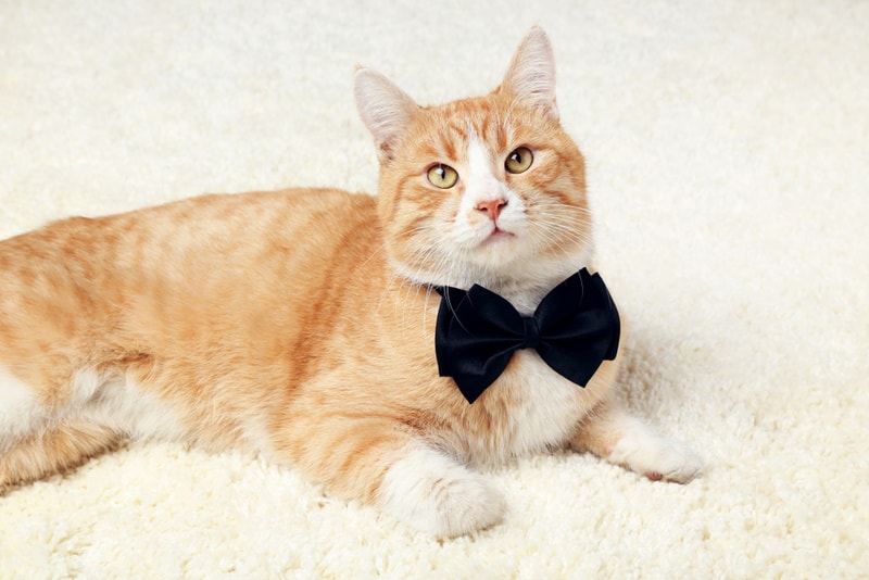 ginger cat with bow tie