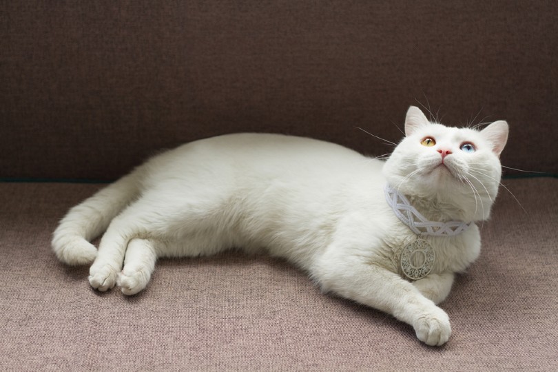 khao manee cat lying on the couch